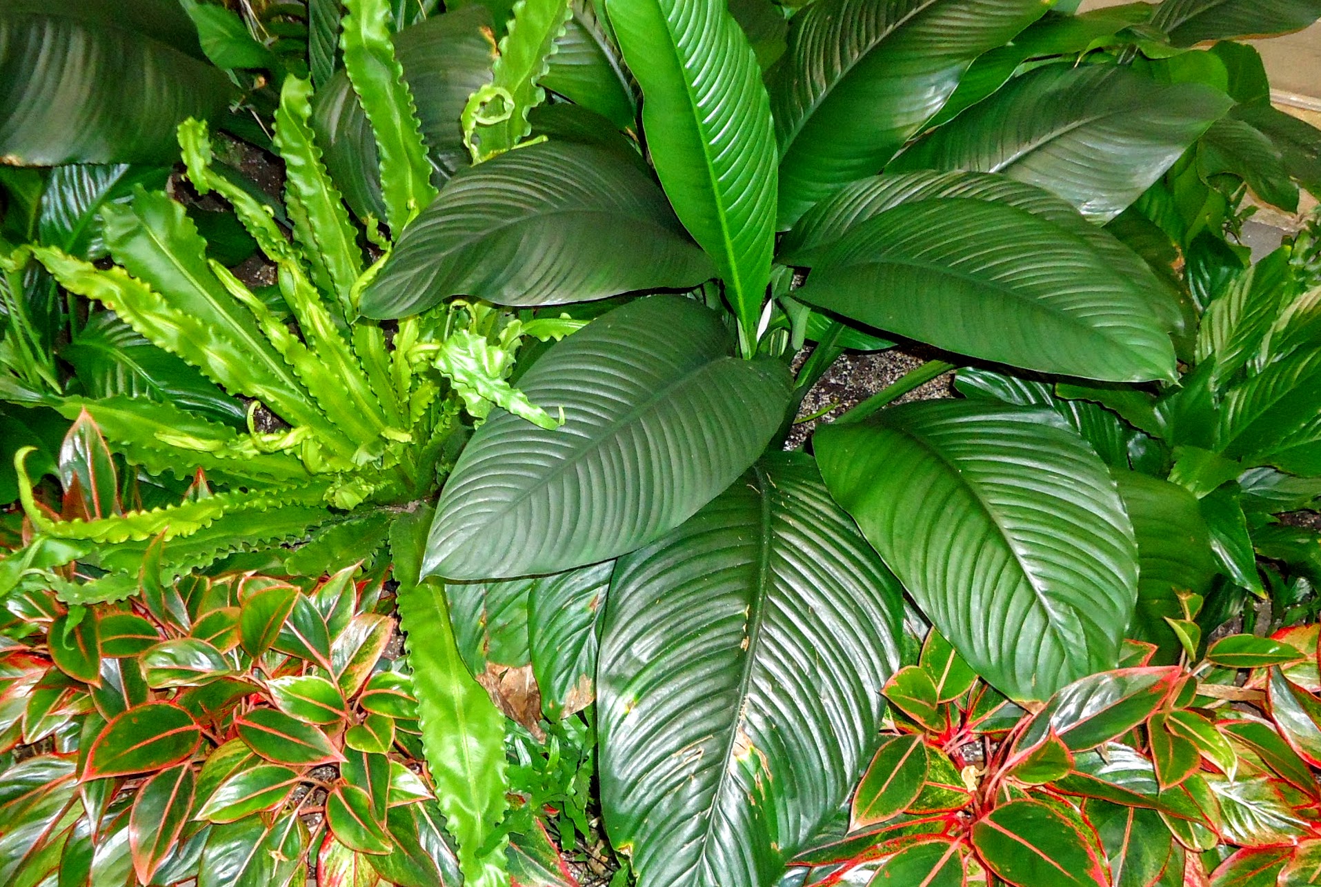 Plants in the garden at the Frick Collection