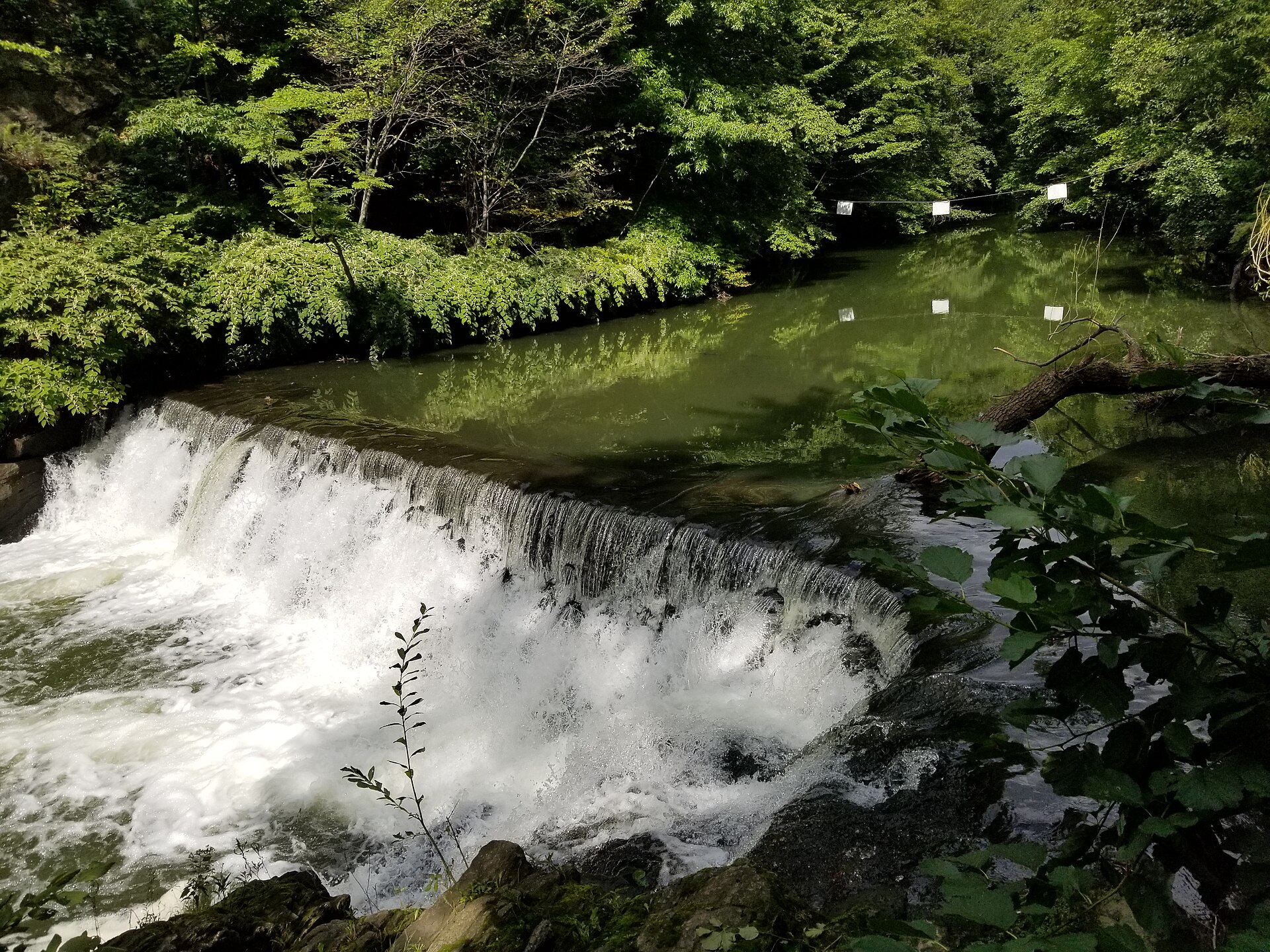 The Bronx River pouring over a curved stone waterfall surrounded by dense green forest