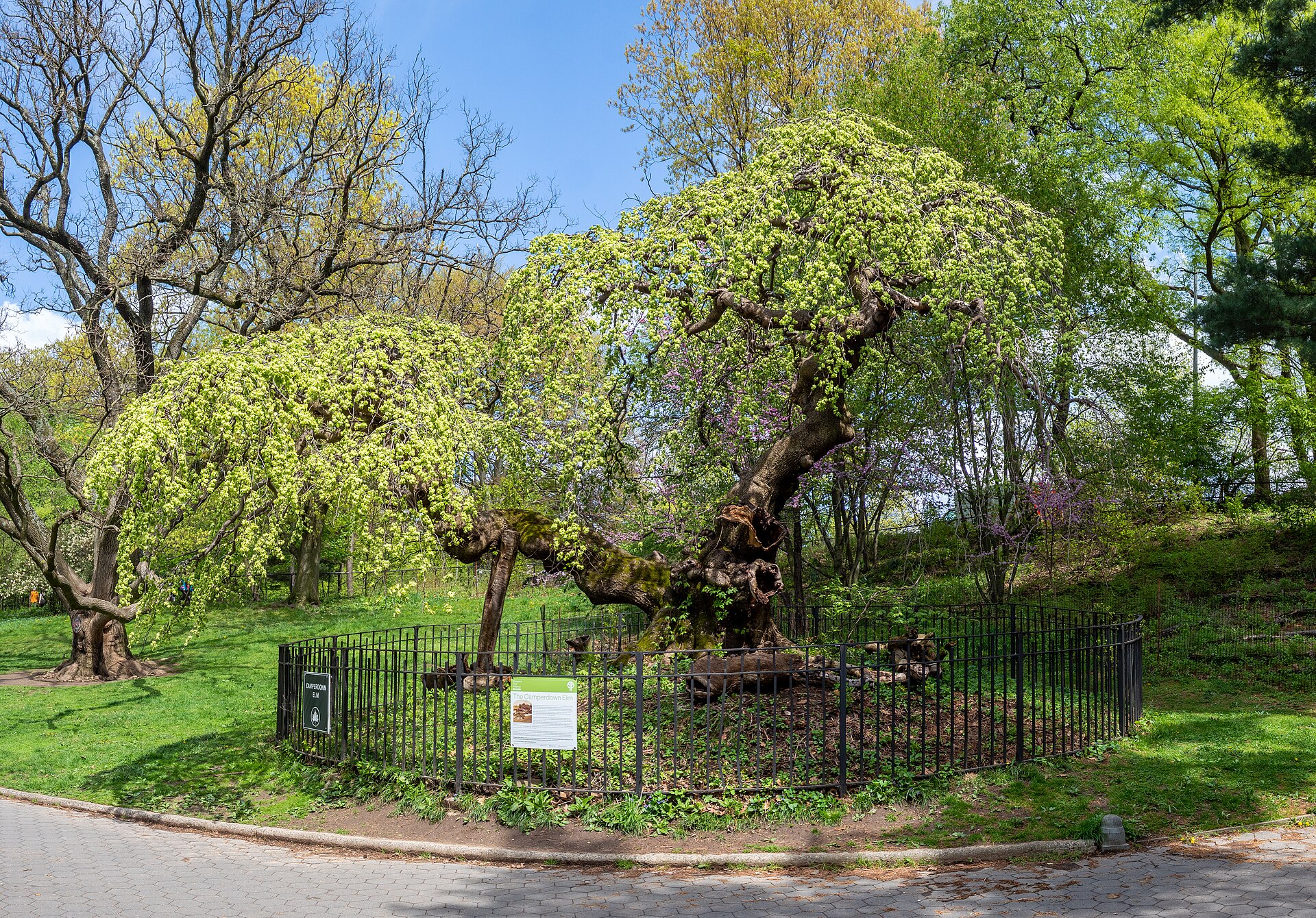 The Camperdown Elm, a spreading weeping tree inside a protective iron fence