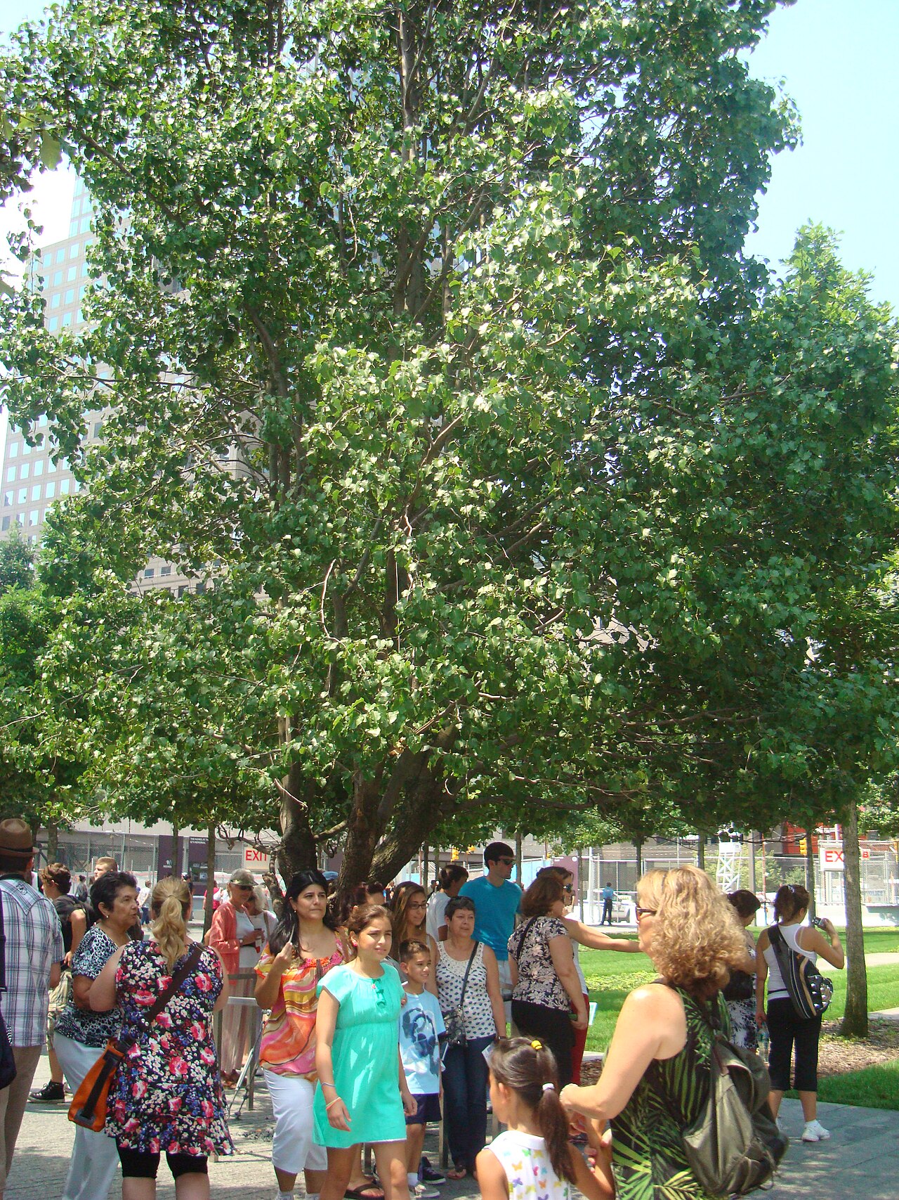 The Survivor Tree, a leafy Callery pear, with visitors gathered beneath it on the memorial plaza