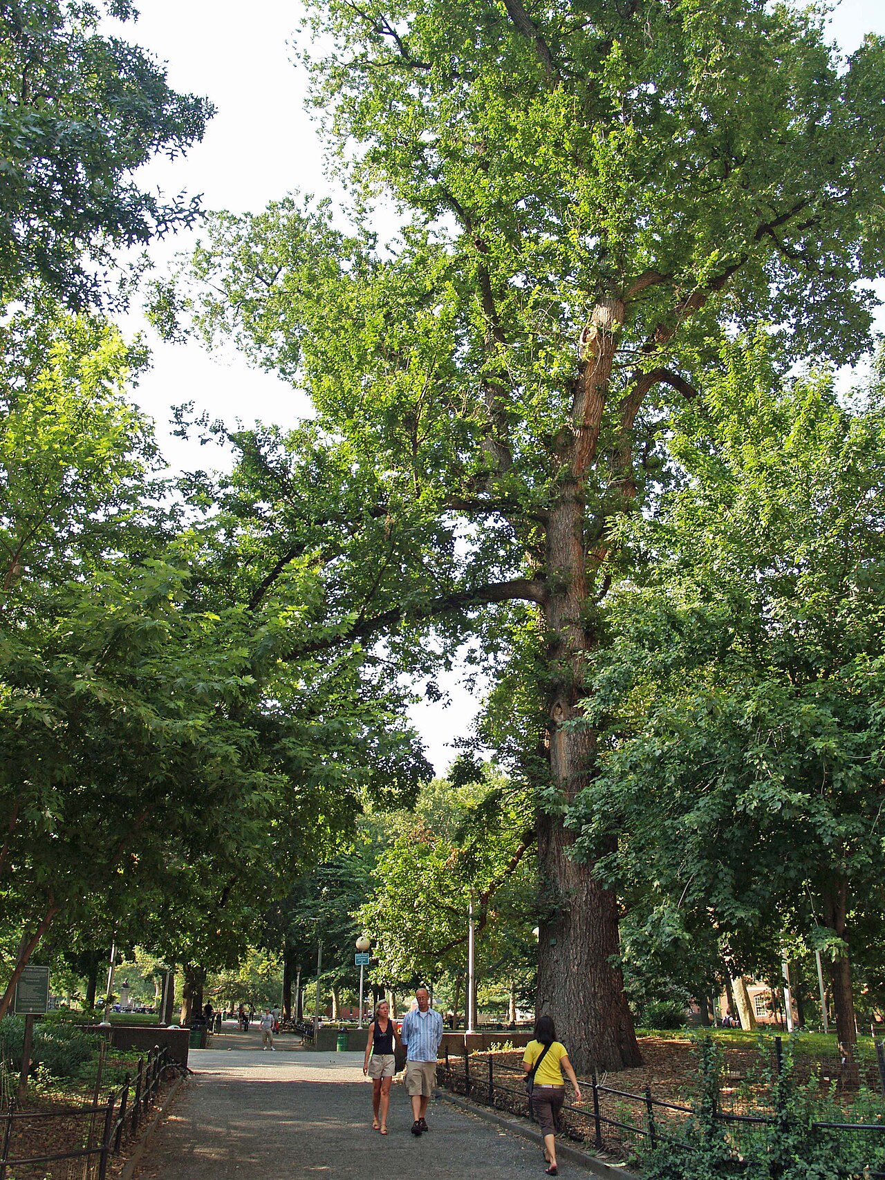 A tall elm tree beside a path in Washington Square Park, with people walking below it