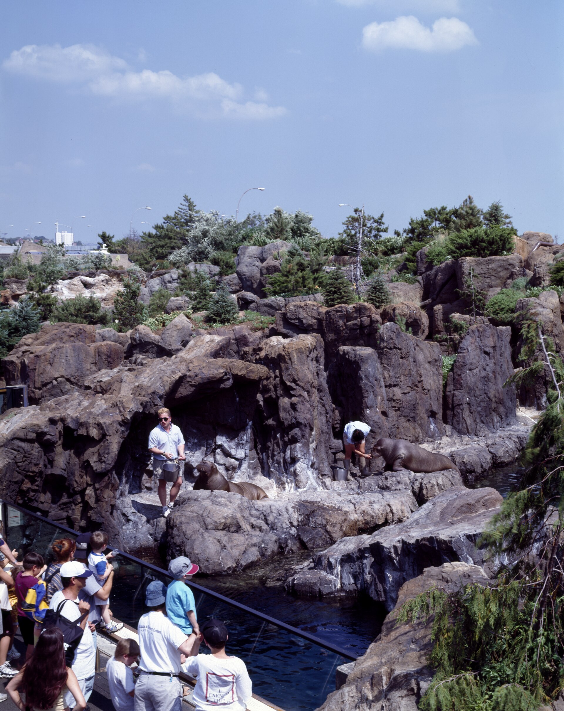 A keeper feeding sea lions on a rocky pool landscape at the Bronx Zoo while visitors watch from a railing